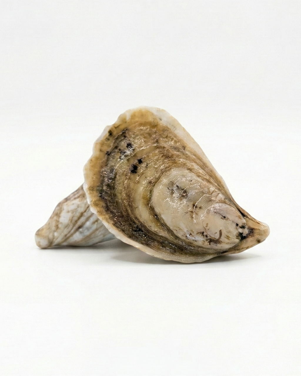 Sex Panther Oysters Limited Harvest
