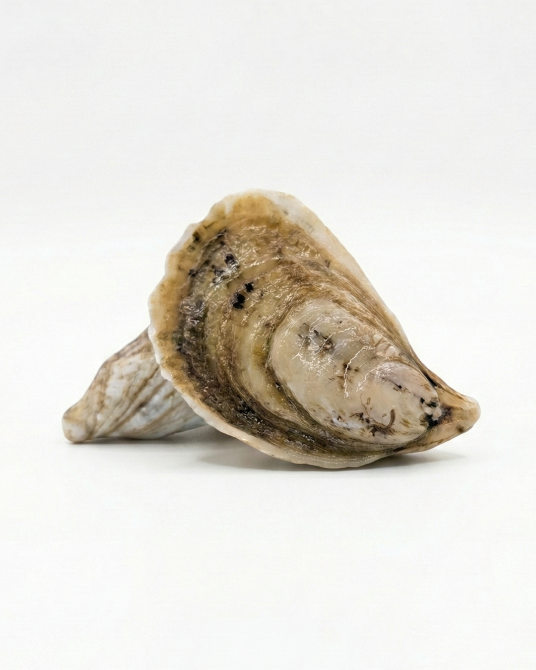 Sex Panther Oysters Limited Harvest