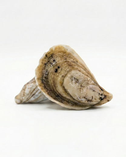 Sex Panther Oysters Limited Harvest