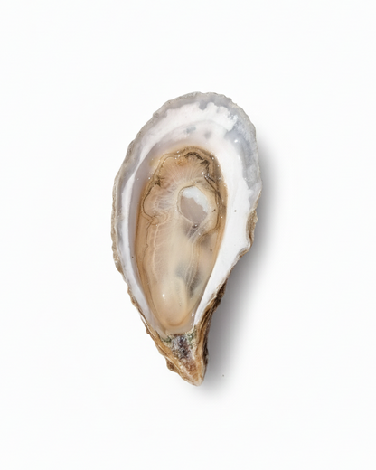 Sex Panther Oysters Limited Harvest