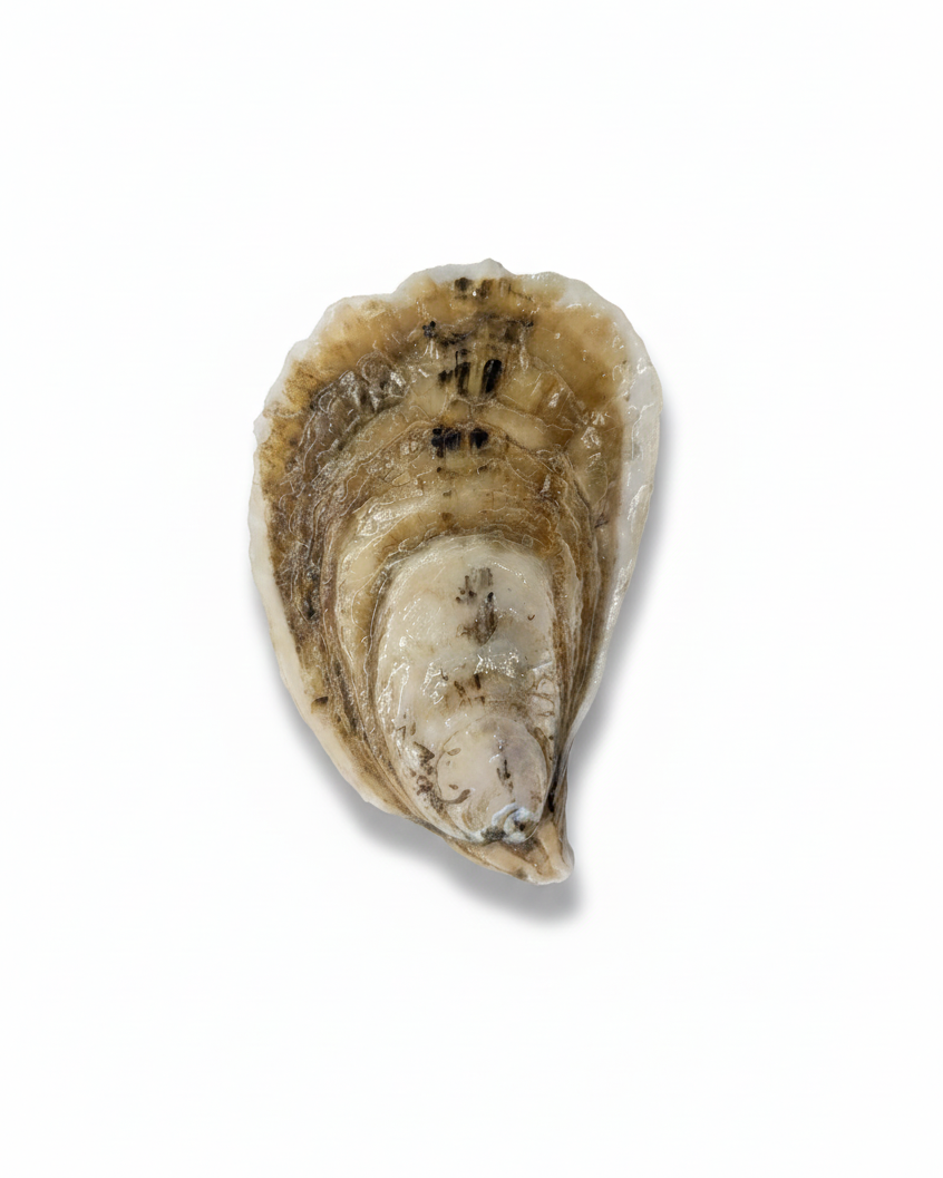 Sex Panther Oysters Limited Harvest