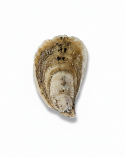 Sex Panther Oysters Limited Harvest